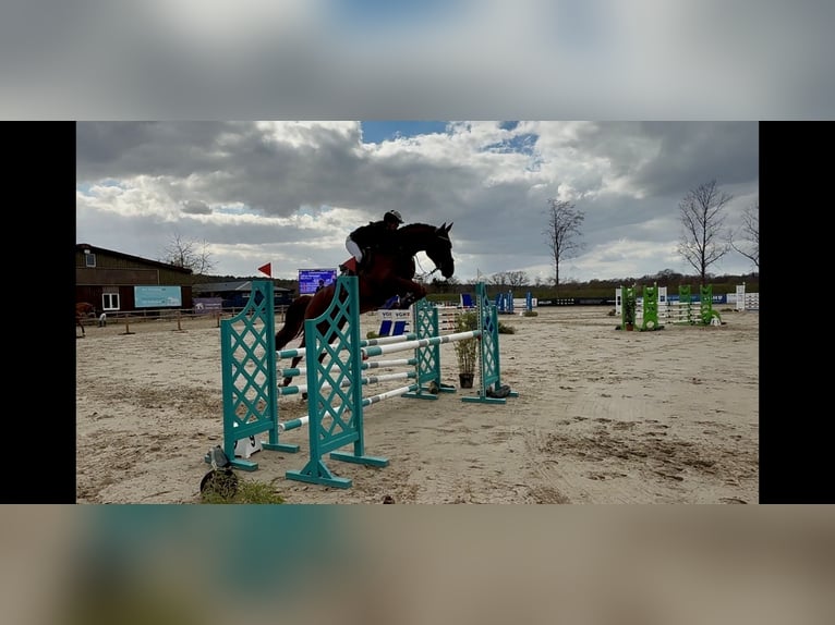 Deens warmbloed Ruin 5 Jaar 176 cm Donkere-vos in Schmilau
