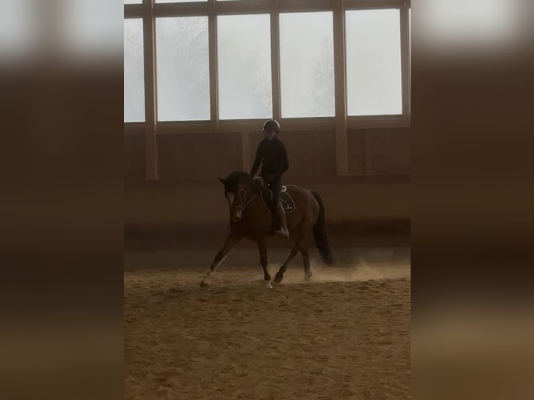 Deens warmbloed Ruin 6 Jaar 155 cm Bruin in Achstetten