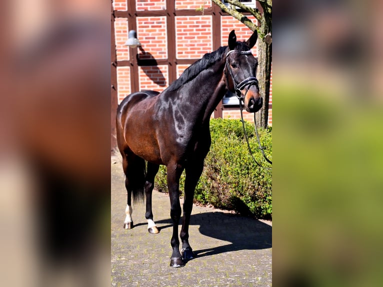 Deens warmbloed Ruin 6 Jaar 166 cm Donkerbruin in Warendorf