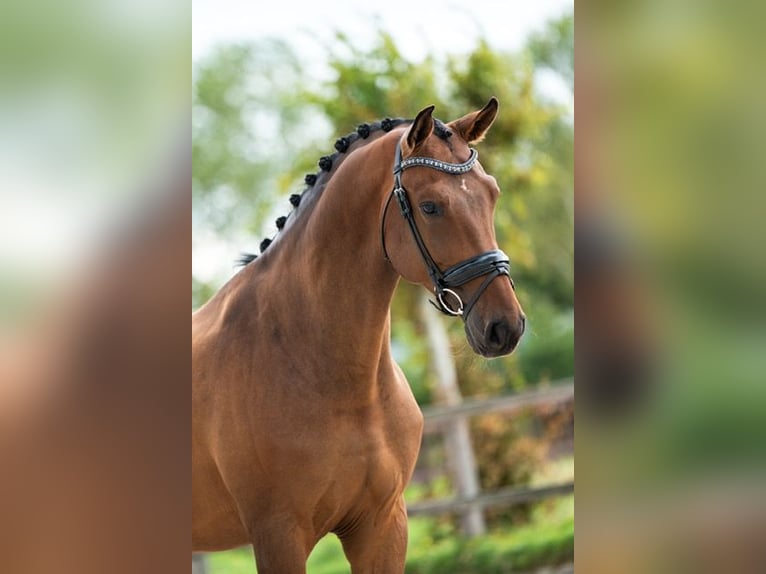 Deens warmbloed Ruin 6 Jaar 170 cm Bruin in Nieuw-Vennep