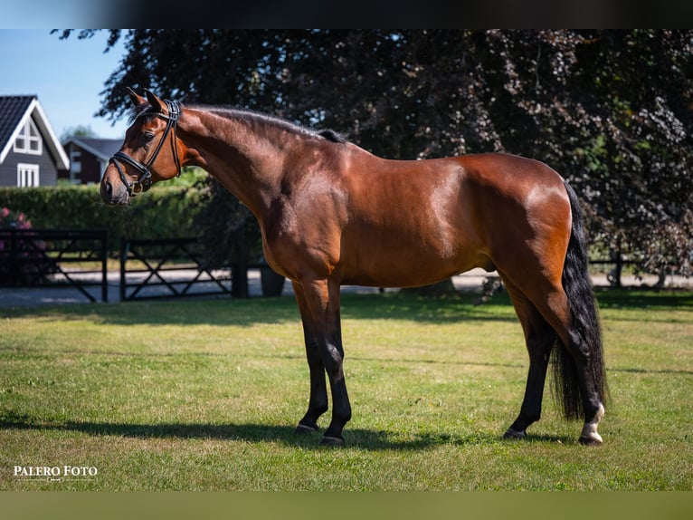 Deens warmbloed Ruin 6 Jaar 171 cm Bruin in Skårup