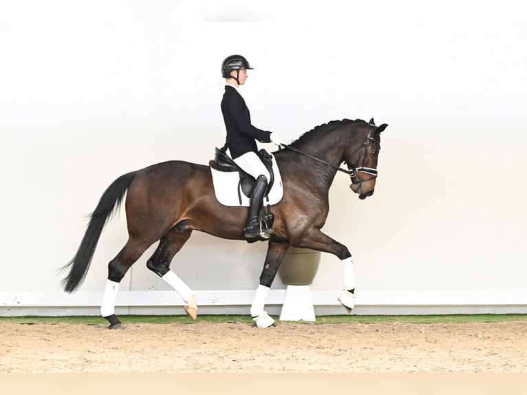 Deens warmbloed Ruin 6 Jaar 172 cm Bruin in Lüdinghausen