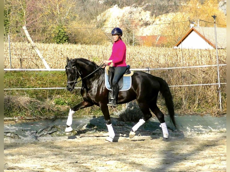 Deens warmbloed Ruin 7 Jaar 167 cm Zwart in Groslée saint Benoit
