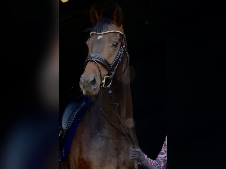 Deens warmbloed Ruin 7 Jaar 170 cm Bruin in Aars