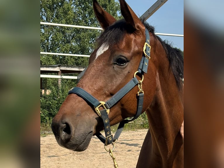 Deens warmbloed Ruin 7 Jaar 170 cm Donkerbruin in Genk