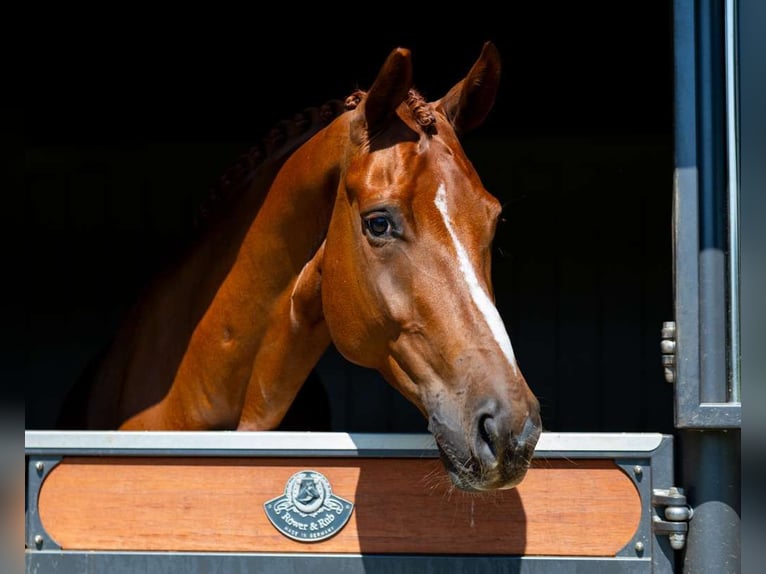 Deens warmbloed Ruin 7 Jaar 170 cm Donkere-vos in Califon New Jersey