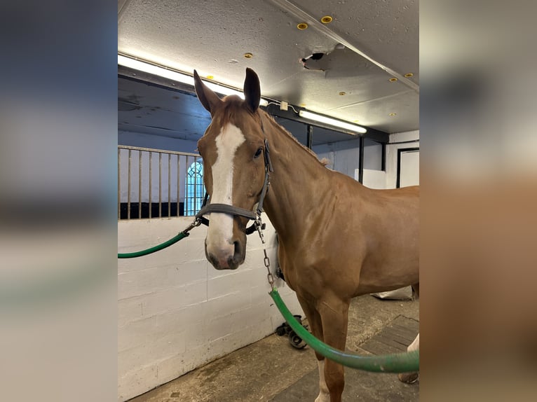Deens warmbloed Ruin 7 Jaar 179 cm Donkere-vos in Hörby