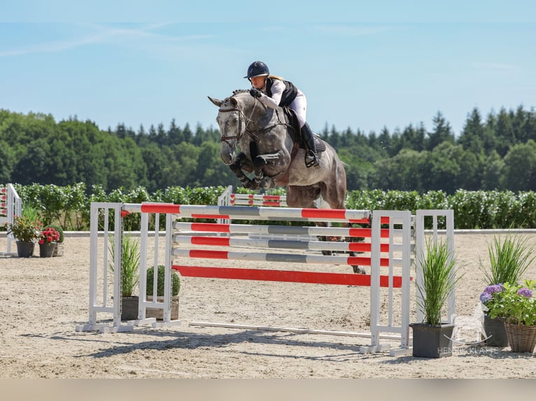 Deens warmbloed Ruin 7 Jaar Schimmel in Lastrup