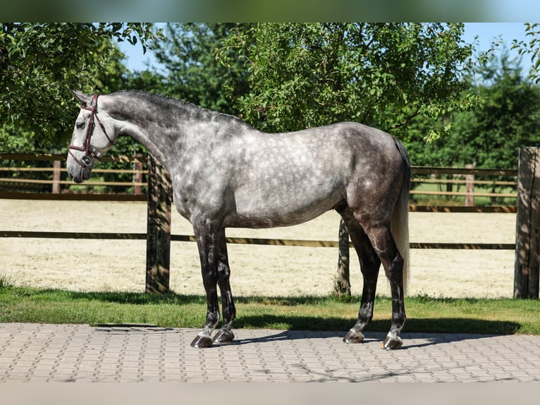Deens warmbloed Ruin 7 Jaar Schimmel in Lastrup