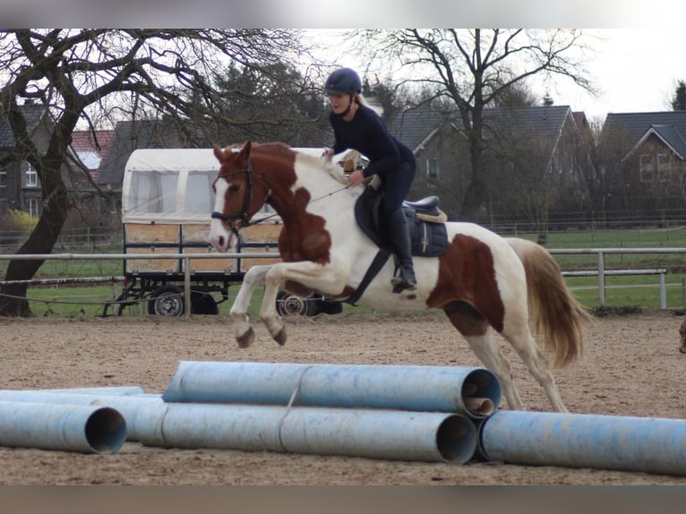 Deens warmbloed Mix Ruin 8 Jaar 162 cm Gevlekt-paard in Niederlangen