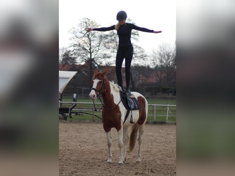 Deens warmbloed Mix Ruin 8 Jaar 162 cm Gevlekt-paard in Niederlangen