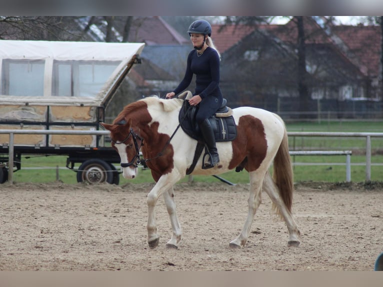 Deens warmbloed Mix Ruin 8 Jaar 162 cm Gevlekt-paard in Niederlangen