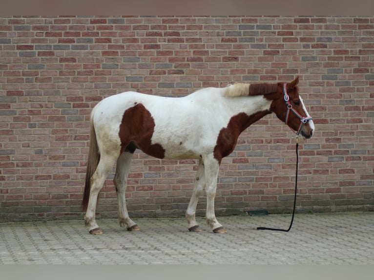 Deens warmbloed Mix Ruin 8 Jaar 162 cm Gevlekt-paard in Niederlangen