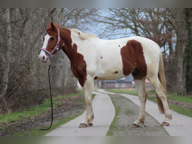 Deens warmbloed Mix Ruin 8 Jaar 162 cm Gevlekt-paard in Niederlangen
