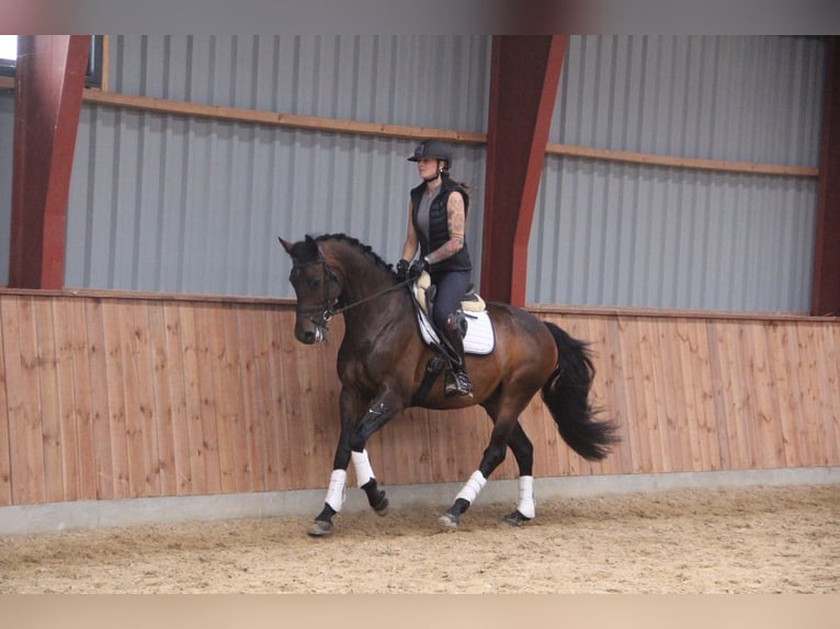 Deens warmbloed Mix Ruin 8 Jaar 166 cm Bruin in Hobro