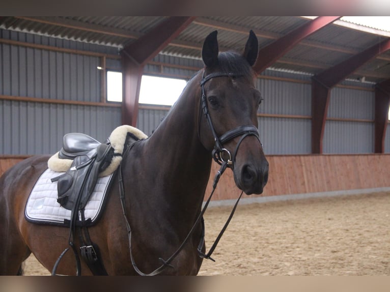 Deens warmbloed Mix Ruin 8 Jaar 166 cm Bruin in Hobro