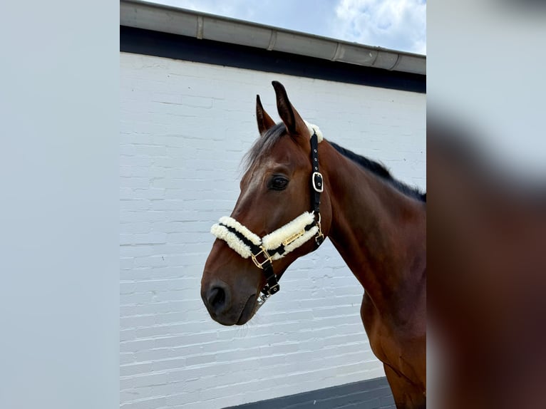 Deens warmbloed Ruin 8 Jaar 167 cm Bruin in GROTE-BROGEL