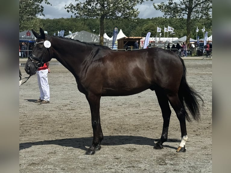 Deens warmbloed Ruin 8 Jaar 168 cm Zwart in Viborg