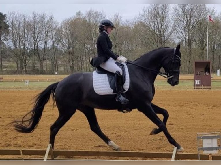 Deens warmbloed Ruin 8 Jaar 168 cm Zwart in Viborg