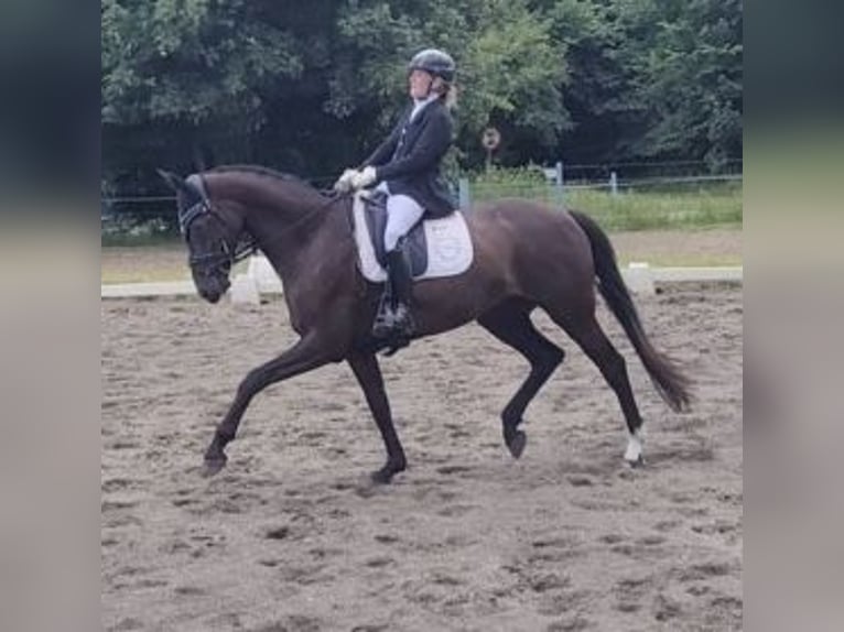 Deens warmbloed Ruin 8 Jaar 168 cm Zwart in Viborg