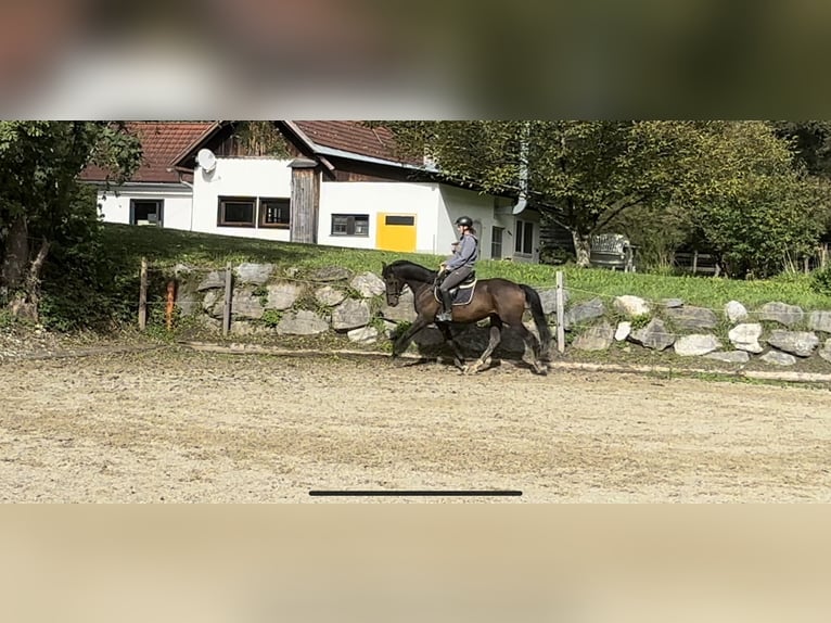 Deens warmbloed Ruin 8 Jaar 169 cm Donkerbruin in Puch