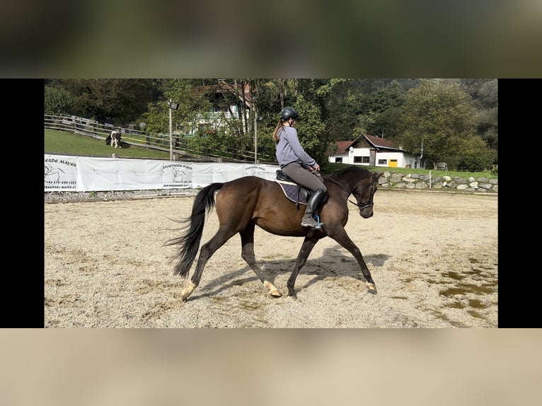 Deens warmbloed Ruin 8 Jaar 169 cm Donkerbruin in Puch