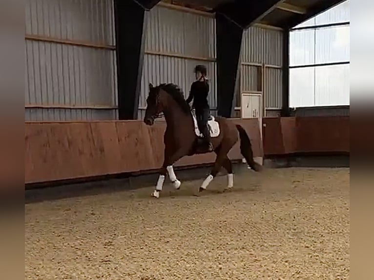 Deens warmbloed Mix Ruin 8 Jaar 170 cm Bruin in Str&#xF8;by