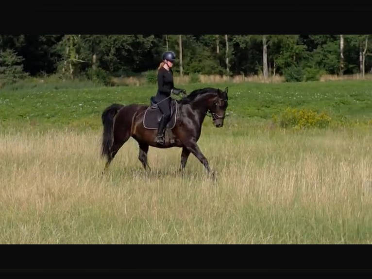 Deens warmbloed Ruin 9 Jaar 162 cm Donkerbruin in Meppen
