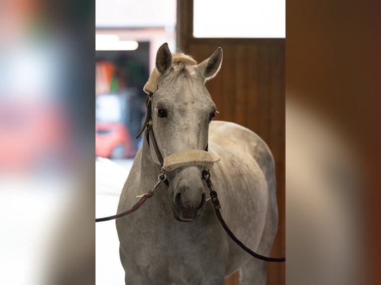 Deens warmbloed Ruin 9 Jaar 170 cm Appelschimmel in Bielefeld