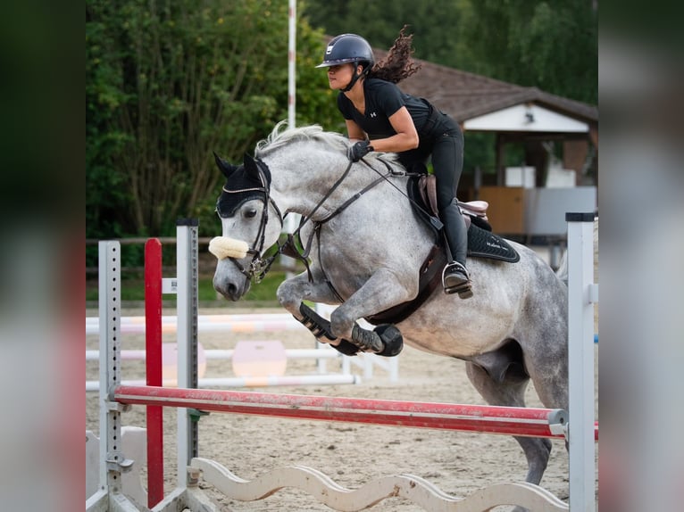 Deens warmbloed Ruin 9 Jaar 170 cm Appelschimmel in Bielefeld