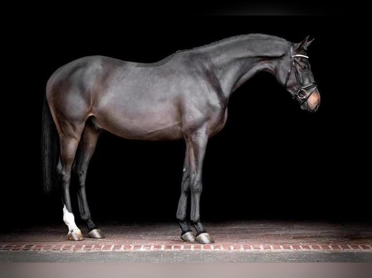 Deens warmbloed Ruin 9 Jaar 175 cm  in Erlangen