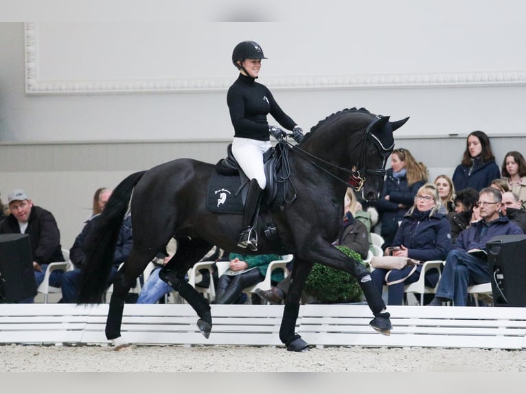 DELOREAN Hanoverian Stallion Black in Werder