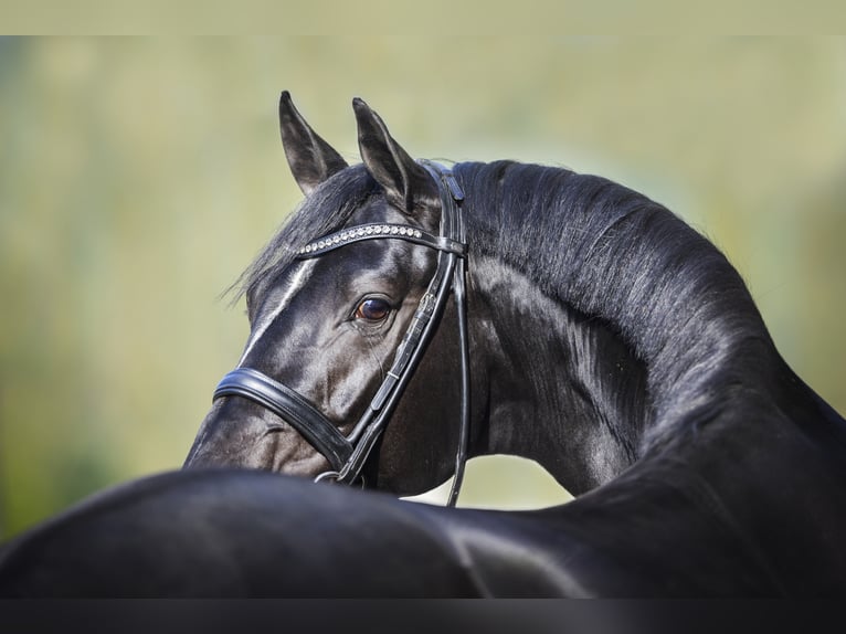 DELOREAN Hanoverian Stallion Black in Werder