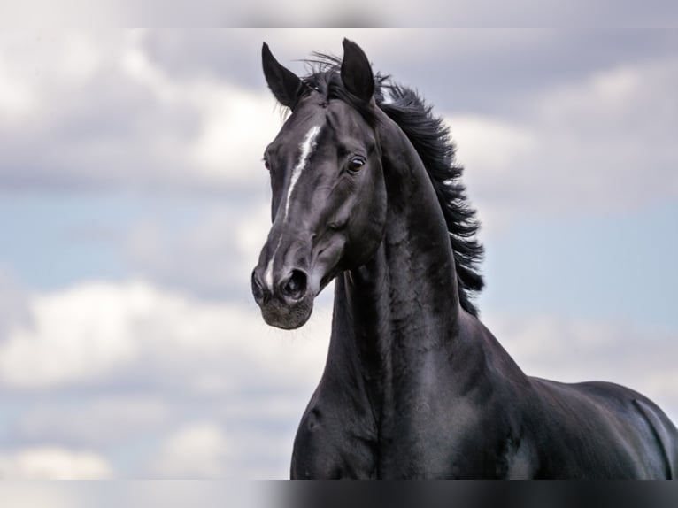 DELOREAN Hanoverian Stallion Black in Werder