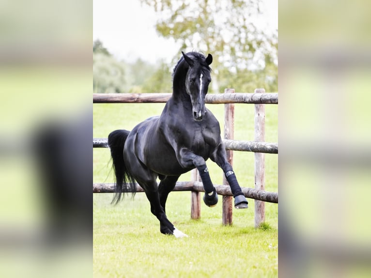 DELOREAN Hanoverian Stallion Black in Werder