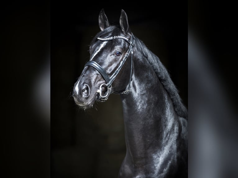 DELOREAN Hanoverian Stallion Black in Werder