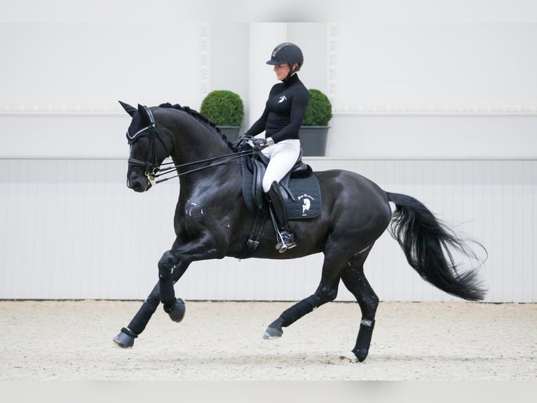 DELOREAN Hanoverian Stallion Black in Werder