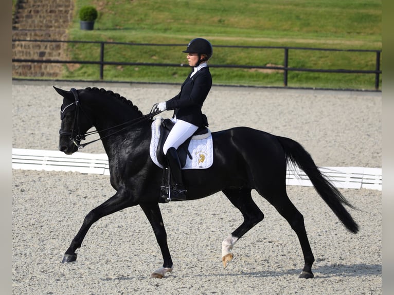 DELOREAN Hanoverian Stallion Black in Werder