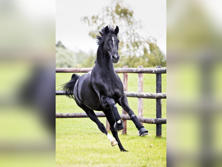 DELOREAN Hanoverian Stallion Black in Werder