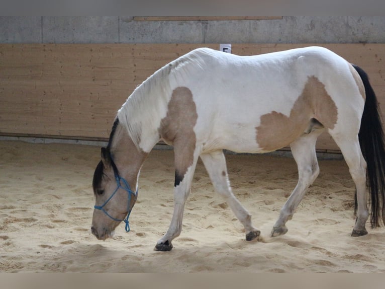 DELTA DUNIT RIGHT Paint Horse Semental Tobiano-todas las-capas in Eggenthal