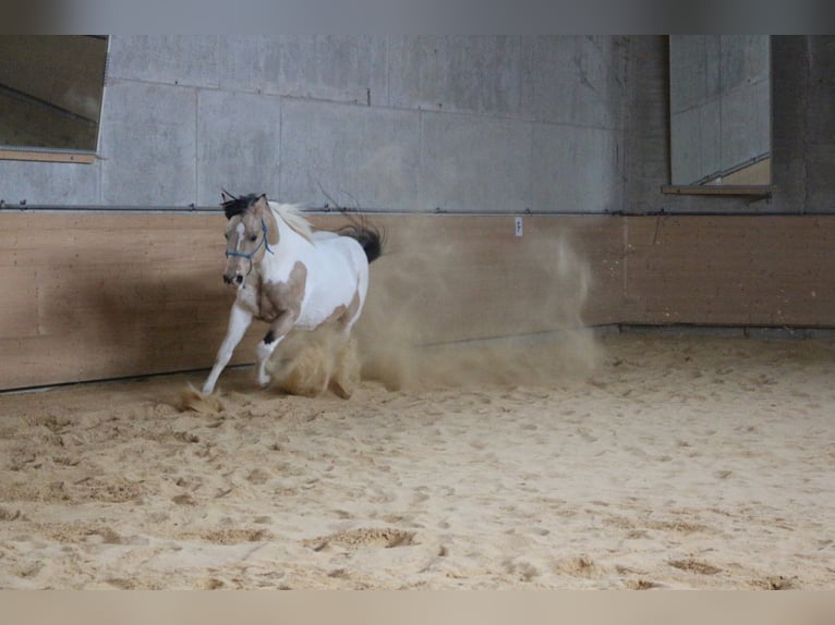 DELTA DUNIT RIGHT Paint Horse Semental Tobiano-todas las-capas in Eggenthal