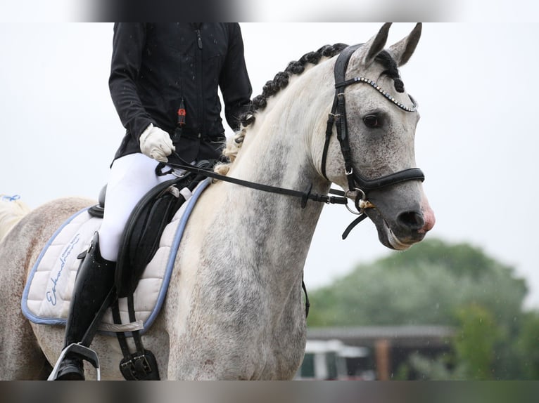 Demi-sang arabe Étalon 10 Ans 155 cm Gris in Puchberg
