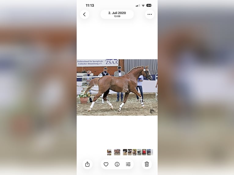 Demi-sang arabe Étalon 10 Ans 158 cm Alezan in Lustadt