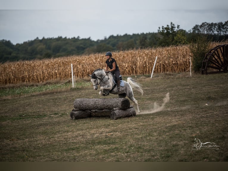 Demi-sang arabe Étalon 11 Ans 155 cm Gris in Puchberg