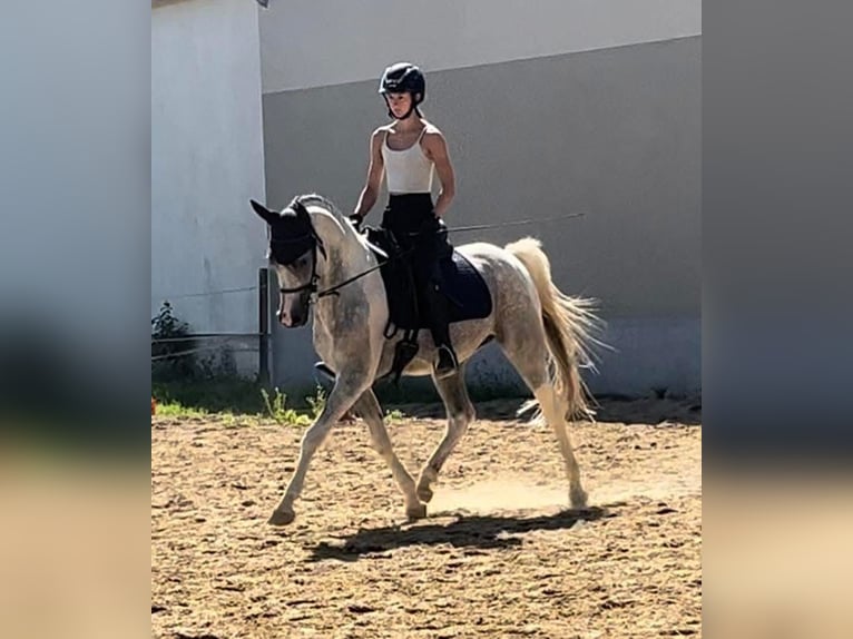 Demi-sang arabe Étalon 11 Ans 155 cm Gris in Puchberg