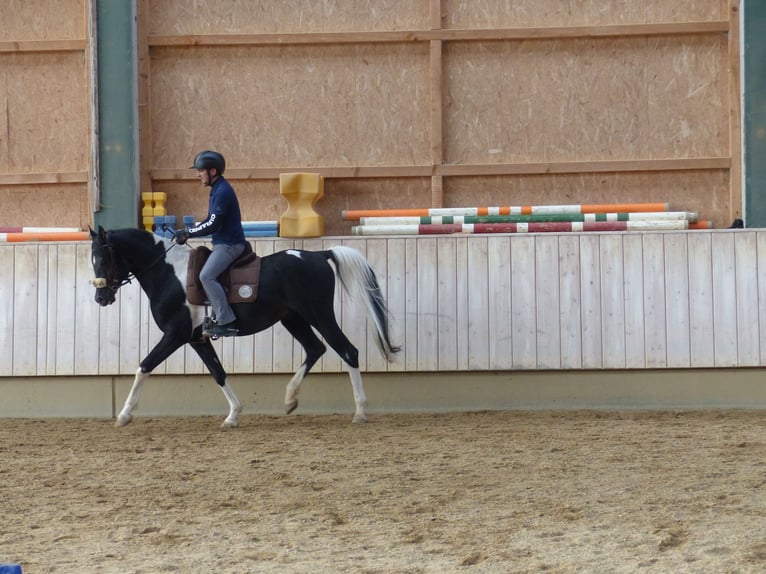 Demi-sang arabe Étalon 11 Ans 157 cm Pinto in Rot an der Rot