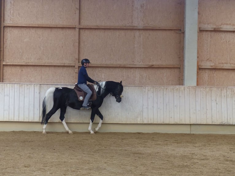 Demi-sang arabe Étalon 11 Ans 157 cm Pinto in Rot an der Rot