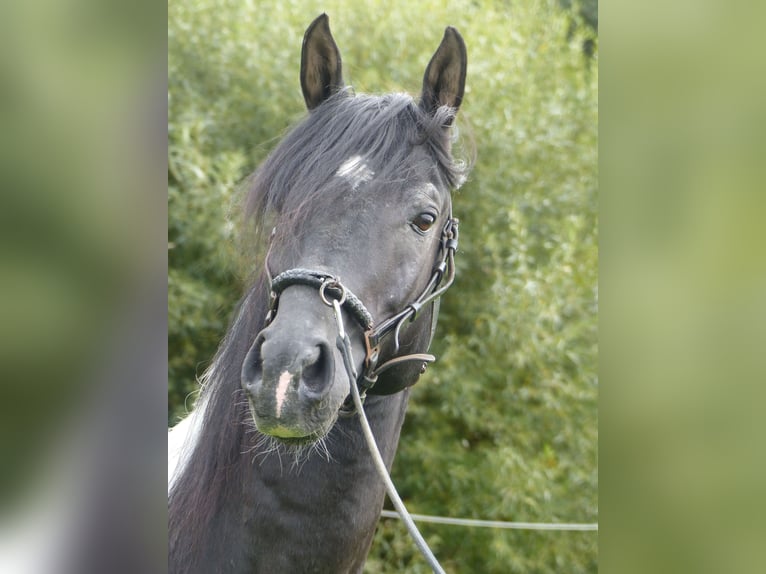 Demi-sang arabe Étalon 11 Ans 157 cm Pinto in Rot an der Rot