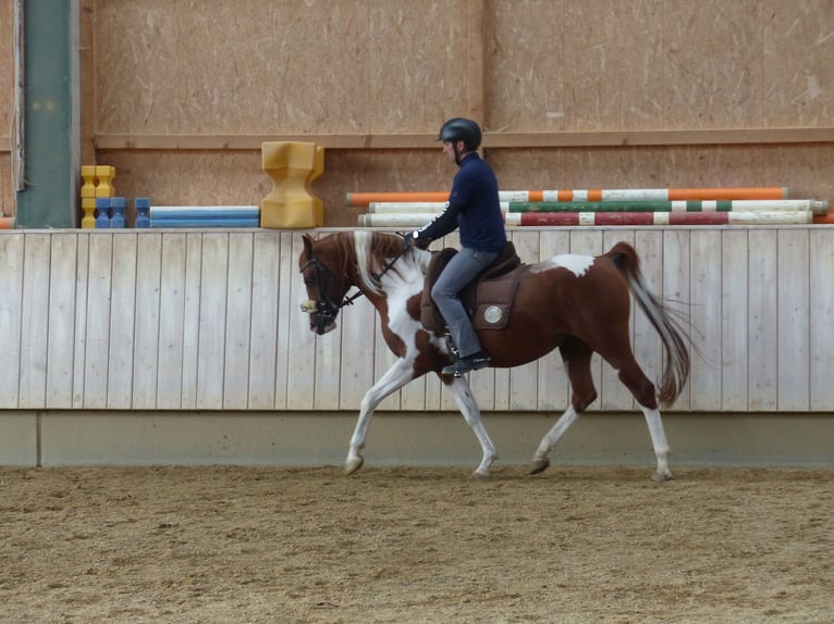 Demi-sang arabe Étalon 12 Ans 154 cm Pinto in Rot an der Rot