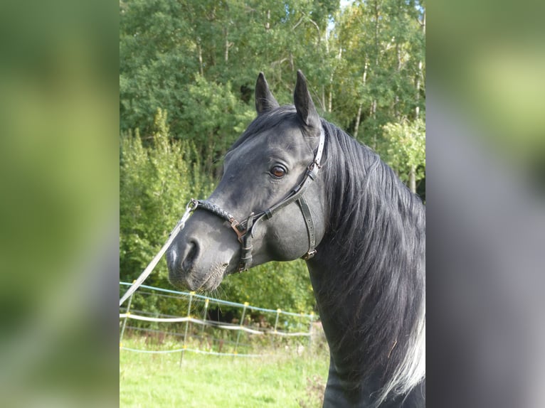 Demi-sang arabe Étalon 12 Ans 154 cm Pinto in Rot an der Rot